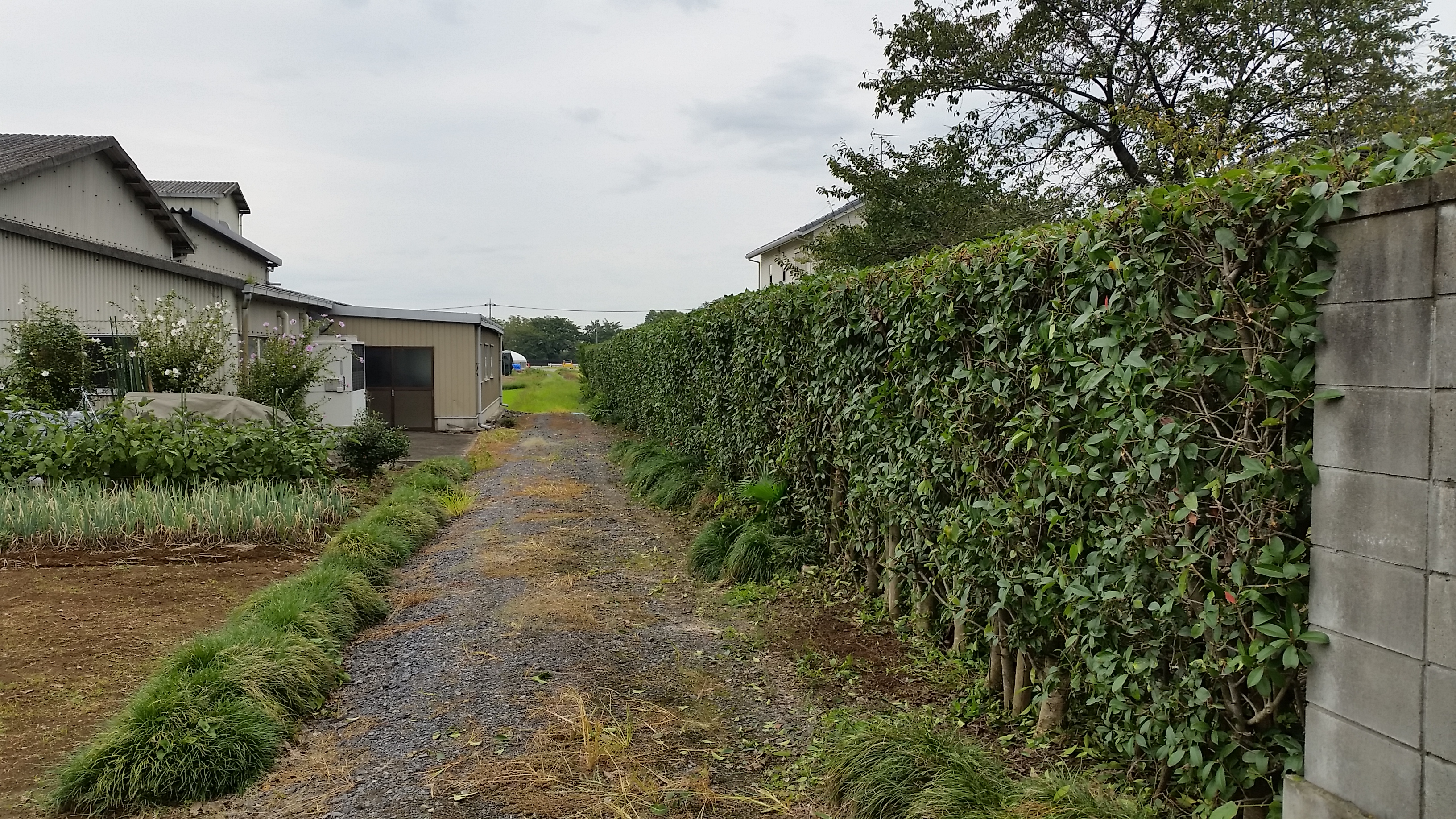 垣根の剪定のお仕事 街の便利屋 リサイクル妻沼