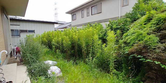 埼玉県熊谷市,深谷市,行田市,の便利屋,不用品の回収,剪定,クリーニング,補修,作業を行っています。熊谷市でリピーターのお客様の庭木の剪定・草刈りのお仕事でした。