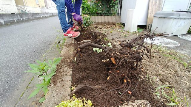 埼玉県熊谷市,深谷市,行田市,の便利屋,不用品の回収,剪定,クリーニング,補修,作業を行っています。深谷市で庭木の伐根作業の様子。