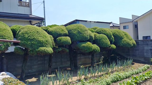 埼玉県熊谷市,深谷市,行田市,の便利屋,不用品の回収,剪定,クリーニング,補修,作業を行っています。行田市のお客様で定期的に庭木の剪定・伐採のご依頼を頂くご贔屓様（リピーター）のお仕事。