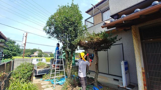 埼玉県熊谷市,深谷市,行田市,の便利屋,不用品の回収,剪定,クリーニング,補修,作業を行っています。埼玉県深谷鴻巣市で庭木の剪定のお仕事。