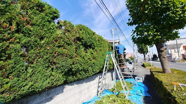 埼玉県熊谷市,深谷市,行田市,の便利屋,不用品の回収,剪定,クリーニング,補修,作業を行っています。埼玉県行田市で垣根の剪定のお仕事。