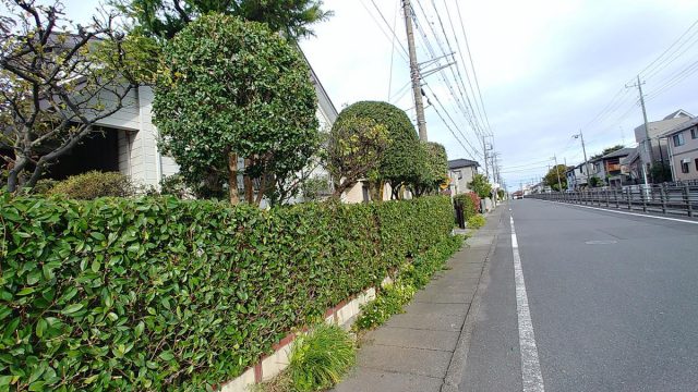 埼玉県熊谷市,深谷市,行田市,の便利屋,不用品の回収,剪定,クリーニング,補修,作業を行っています。行田市で庭木の剪定のお仕事。