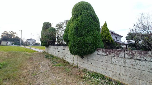 埼玉県熊谷市,深谷市,行田市,の便利屋,不用品の回収,剪定,クリーニング,補修,作業を行っています。行田市で庭木の剪定のお仕事。