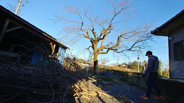 埼玉県熊谷市,深谷市,行田市,の便利屋,不用品の回収,剪定,クリーニング,補修,作業を行っています。熊谷市で柿の木の剪定を行いました。