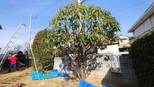 埼玉県熊谷市,深谷市,行田市,の街の便利屋さん（リサイクル妻沼）は、相談・見積無料なので、いつでもお気軽にお電話ください。幅広に困りごとの解決に全力で取り組ませて頂きます。熊谷市で庭木の剪定のお仕事。