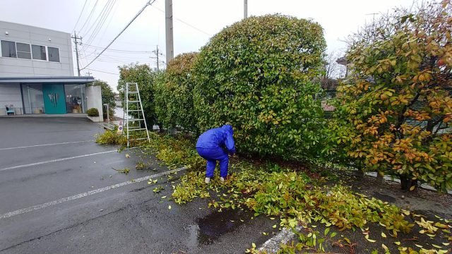 埼玉県熊谷市,深谷市,行田市,の街の便利屋さん（リサイクル妻沼）は、相談・見積無料なので、いつでもお気軽にお電話ください。幅広に困りごとの解決に全力で取り組ませて頂きます。熊谷市で庭木の剪定作業。