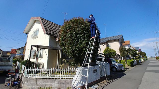 埼玉県熊谷市,深谷市,行田市,の街の便利屋さん（リサイクル妻沼）は、相談・見積無料なので、いつでもお気軽にお電話ください。幅広に困りごとの解決に全力で取り組ませて頂きます。熊谷市で庭木の剪定のお仕事。