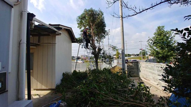 埼玉県熊谷市,深谷市,行田市,東松山市の街の便利屋さん（リサイクル妻沼）は、相談・見積無料なので、いつでもお気軽にお電話ください。幅広に困りごとの解決に全力で取り組ませて頂きます。熊谷市で植木の伐採作業のお仕事。