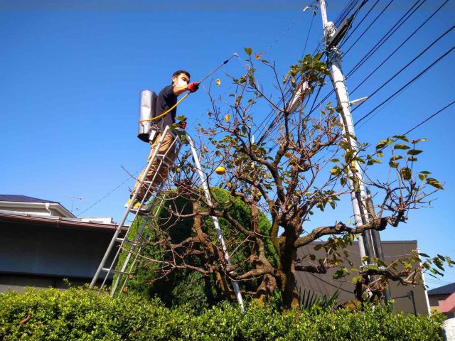 熊谷市で柿の木の消毒作業のお仕事 街の便利屋 リサイクル妻沼