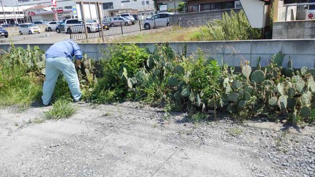 街の便利屋さん（リサイクル妻沼）は、相談・見積無料なので、いつでもお気軽にお電話ください。幅広に困りごとの解決に全力で取り組ませて頂きます。駐車場のサボテンの撤去作業。